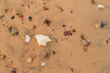 Kabukları ve Mercan Denizi