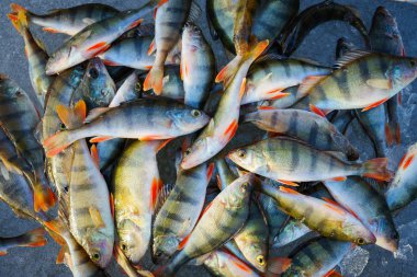 Buzda balık balık yakaladı