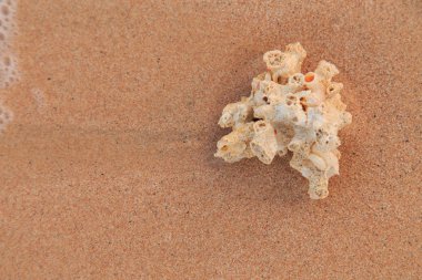 Kabukları ve Mercan Denizi