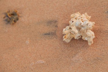 Kabukları ve Mercan Denizi