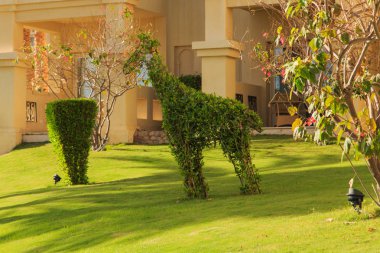 Bahçe ve peyzaj tasarımı. Güzel çiçekler ve çalılar.