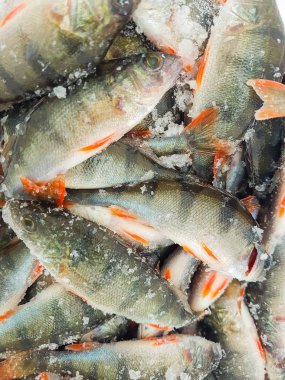 Buzda balık balık yakaladı