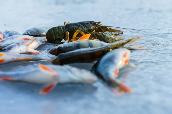 氷釣りで魚をキャッチ — ストック写真