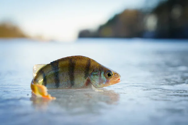 Peixe capturado na pesca no gelo — Fotografia de Stock
