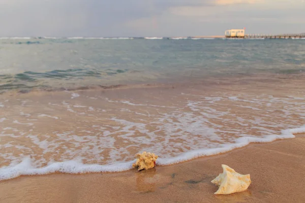 Conchas y coral en el mar — Foto de Stock