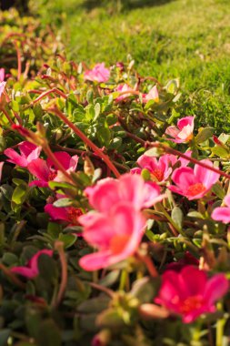 Bahçe ve peyzaj tasarımı. Park tasarım