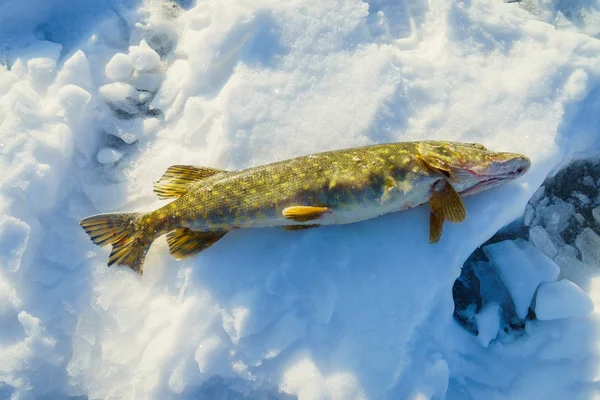 얼음 낚시에 물고기를 잡 았 — 스톡 사진
