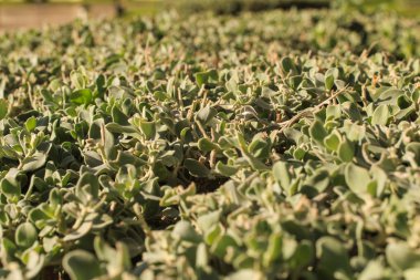 Büyük Bahçe ve peyzaj tasarım
