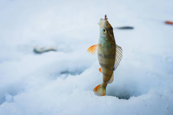 Peixe na neve — Fotografia de Stock