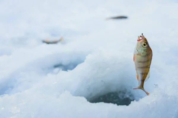 在雪地里钓鱼 — 图库照片