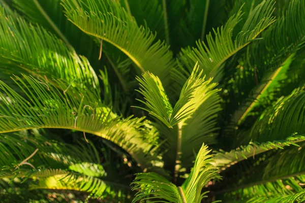 Beautiful green tropical garden