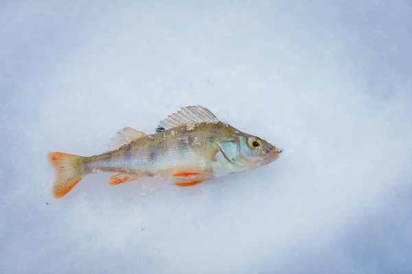 Zima, Wędkarstwo, ryby, leży na lodzie. — Zdjęcie stockowe