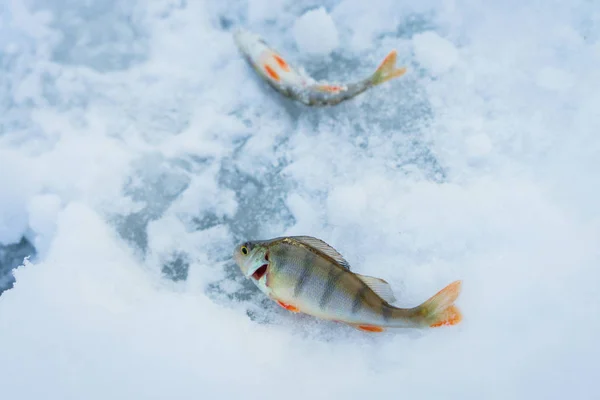 Zima, Wędkarstwo, ryby, leży na lodzie. — Zdjęcie stockowe