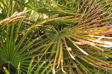 Peyzaj park tasarım. Doğanın güzelliği.