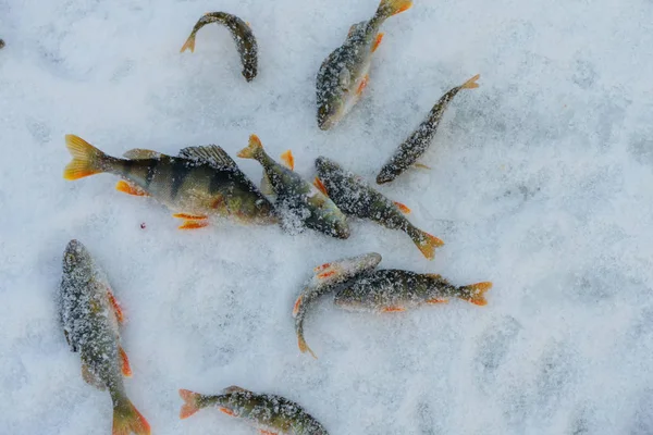 Winter fishing, the fish lies on ice. — Stock Photo, Image