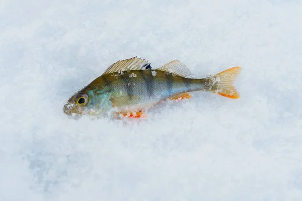Inverno tema de pesca, o peixe se encontra no gelo . — Fotografia de Stock