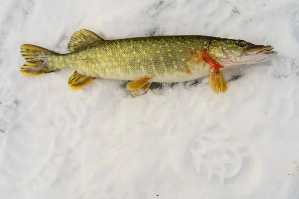 Inverno tema de pesca, o peixe se encontra no gelo . — Fotografia de Stock