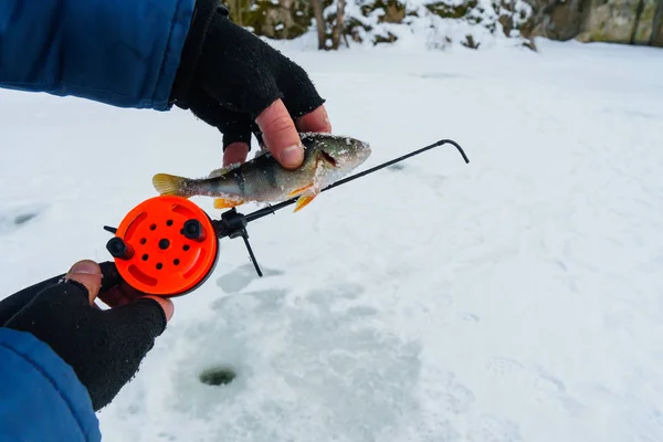 Зимняя рыбалка тема, рыба лежит на льду . — стоковое фото