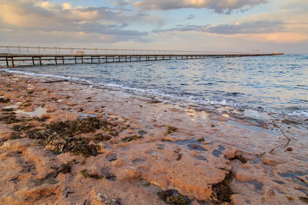 Snäckor och koraller vid havet — Stockfoto