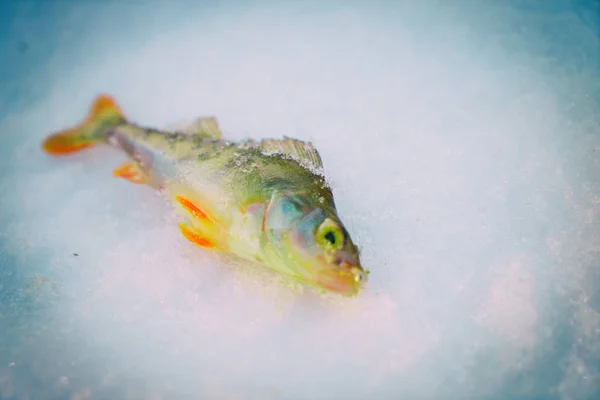 Pesca de inverno, muita neve . — Fotografia de Stock