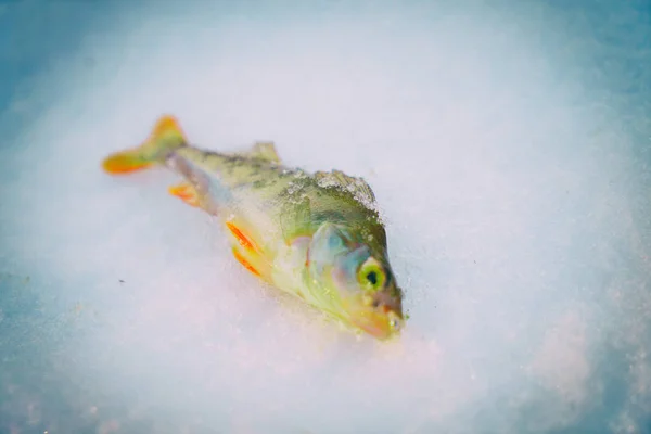 Pesca de inverno, muita neve . — Fotografia de Stock