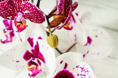 Ahşap arka plan üzerinde orkide