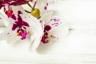 Ahşap arka plan üzerinde orkide
