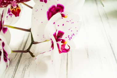 Çiçekli güzel bir arkaplan