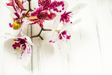 Çiçekli güzel bir arkaplan