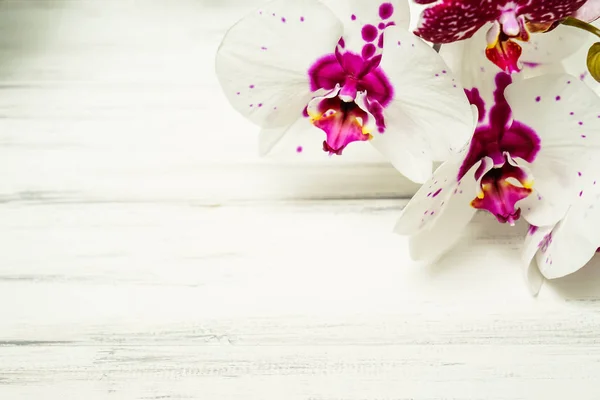 Vacker bakgrund med blommor — Stockfoto