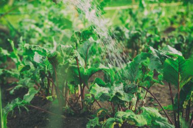 Sebze ve bahçe bakımı