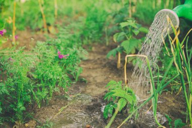 Sebze ve bahçe bakımı