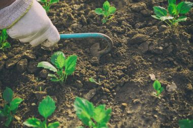 Sebze ve bahçe bakımı
