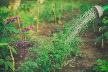 Sebze ve bahçe bakımı