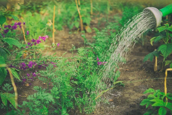 Cura delle verdure e dell'orto — Foto Stock