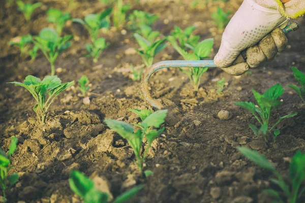 Pflege von Gemüse und Garten — Stockfoto