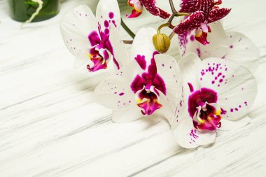 Ahşap beyaz zemin üzerine güzel çiçekler