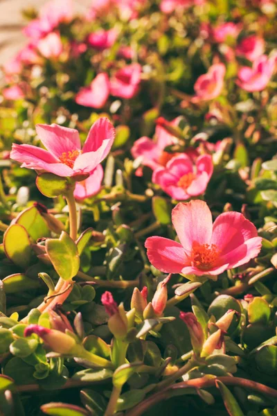 Vacker trädgård, vackra naturen. — Stockfoto