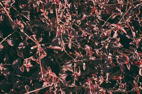 Güzel Bahçe, doğanın güzelliği.