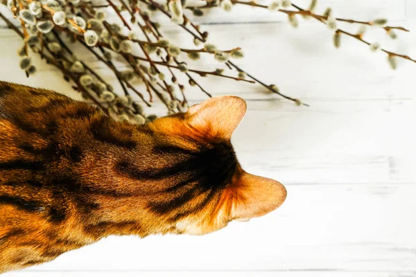 Belo gato de Bengala em um fundo leve . — Fotografia de Stock