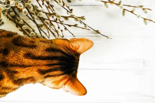 Um grande gato de Bengala com olhos verdes claros . — Fotografia de Stock