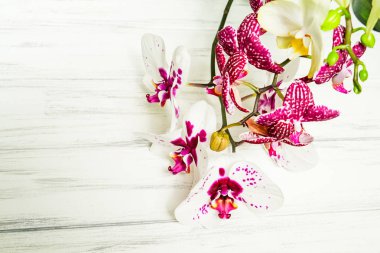 Ahşap beyaz zemin üzerine güzel çiçekler