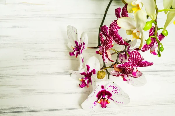 Vackra blommor på en trä vit bakgrund — Stockfoto