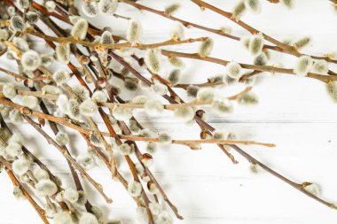 Beyaz bir arka planda söğüt dalları