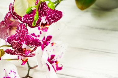Ahşap beyaz zemin üzerine güzel çiçekler