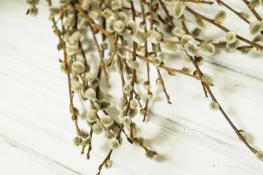 Beyaz bir arka planda söğüt dalları