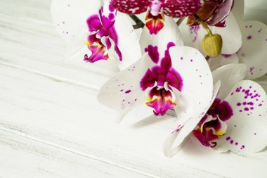 Ahşap beyaz zemin üzerine güzel çiçekler