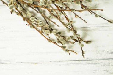 Beyaz bir arka planda söğüt dalları