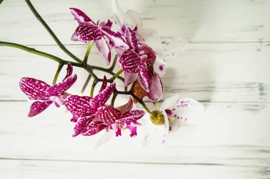 Ahşap beyaz zemin üzerine güzel çiçekler