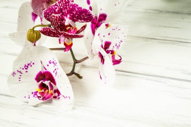 Ahşap beyaz zemin üzerine güzel çiçekler